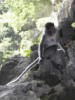 monkeyin Batu caves, KL