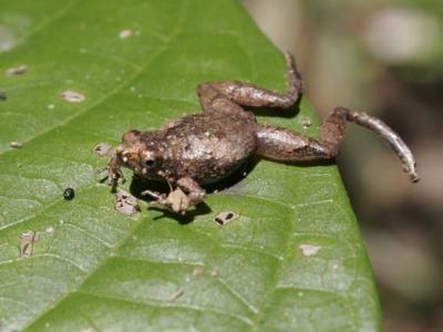 micro frog