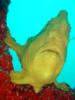 yellow painted frogfish